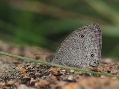 Ypthima asterope