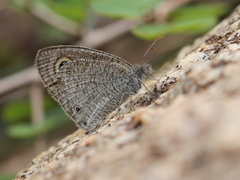Ypthima asterope