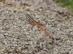 Ophisops leschenaultii