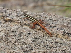 Ophisops leschenaultii