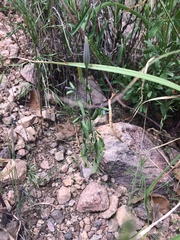 Porophyllum ruderale macrocephalum