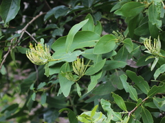 Lorantheae