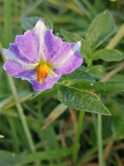Solanum demissum