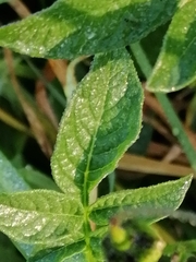 Solanum demissum
