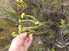 Crassula subulata fastigiata