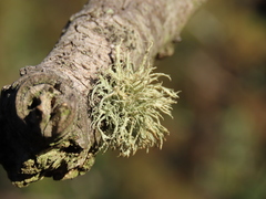 Ramalina cuspidata