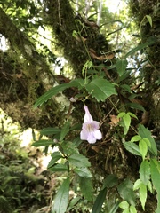 Lysionotus pauciflorus pauciflorus