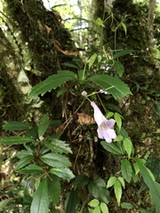 Lysionotus pauciflorus pauciflorus