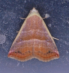Eublemma cinnamomea