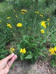 Lasianthaea podocephala