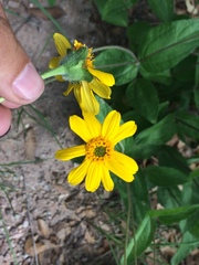 Lasianthaea podocephala