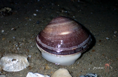 Cyclina sinensis
