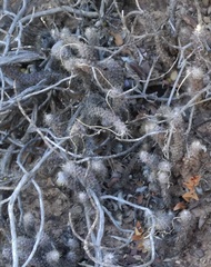 Anacampseros filamentosa
