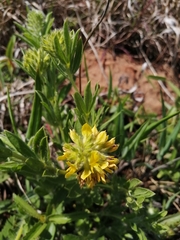 Leobordea foliosa