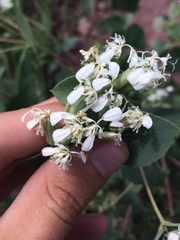Guardiola platyphylla