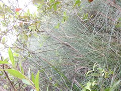 Alyxia sinensis