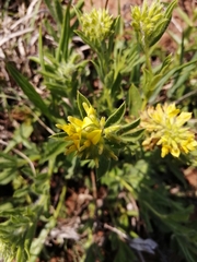 Leobordea foliosa