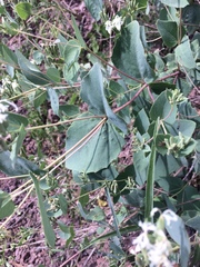 Guardiola platyphylla