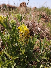 Leobordea foliosa