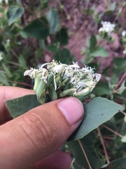 Guardiola platyphylla