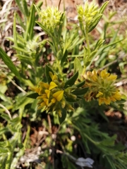 Leobordea foliosa