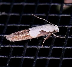 Mompha circumscriptella