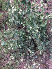 Guardiola platyphylla