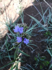 Cyanotis speciosa