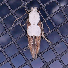 Mompha circumscriptella