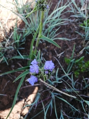 Cyanotis speciosa
