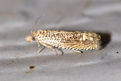 Eucosma argutipunctana