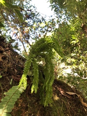 Phlegmariurus fordii