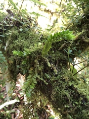 Phlegmariurus fordii