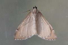 Aplocera efformata
