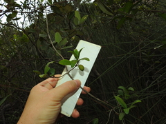 Alyxia sinensis