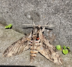 Agrius convolvuli