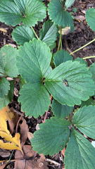 Fragaria × ananassa