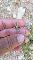 Cordylanthus parviflorus