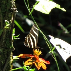 Heliconius charithonia
