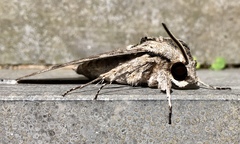 Agrius convolvuli