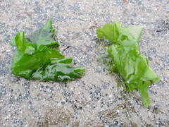 Ulva lactuca