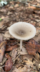 Amanita vaginata image