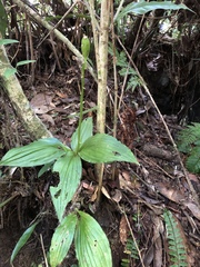 Liparis sootenzanensis