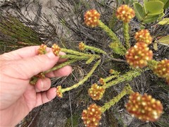 Crassula subulata fastigiata