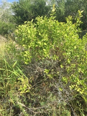 Citharexylum berlandieri