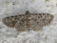 Eupithecia semigraphata