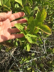 Citharexylum berlandieri