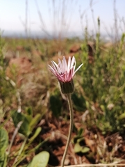 Gerbera ambigua