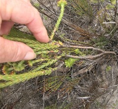 Crassula subulata fastigiata