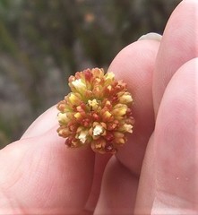 Crassula subulata fastigiata